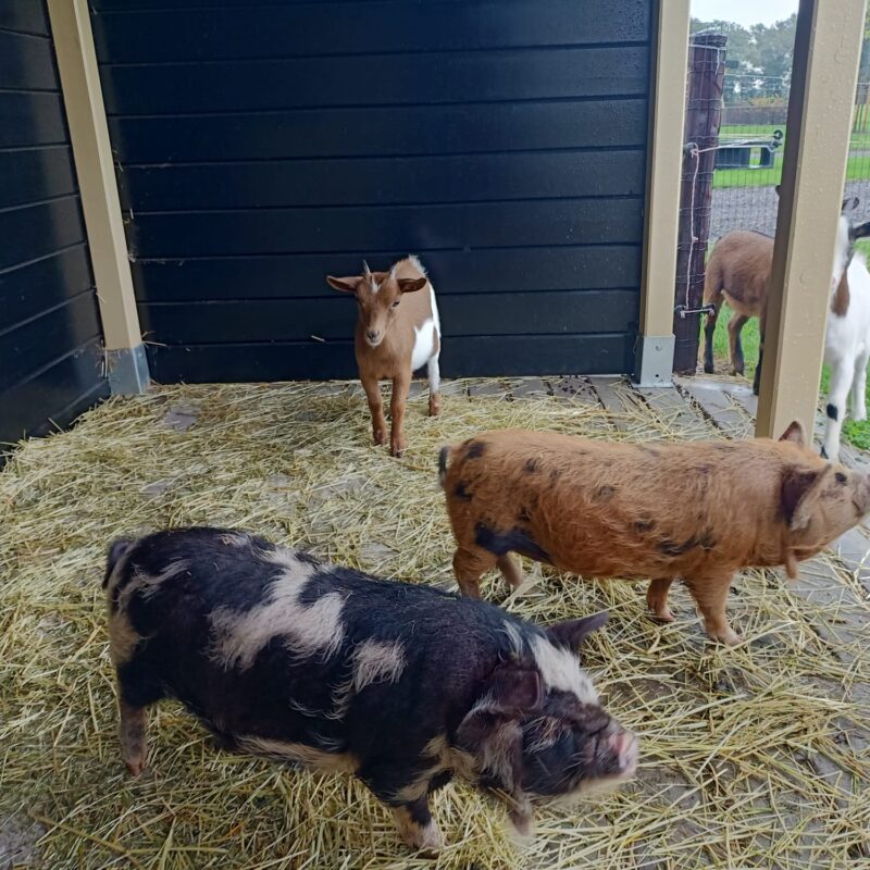 Boerderijappartementen en camping `t Katreel - Overijssel - Open Camping Dag