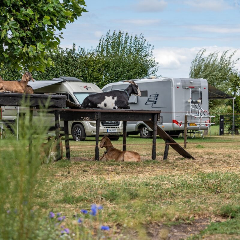 Boerderijcamping Varsenerveld - Overijssel - Open Camping Dag