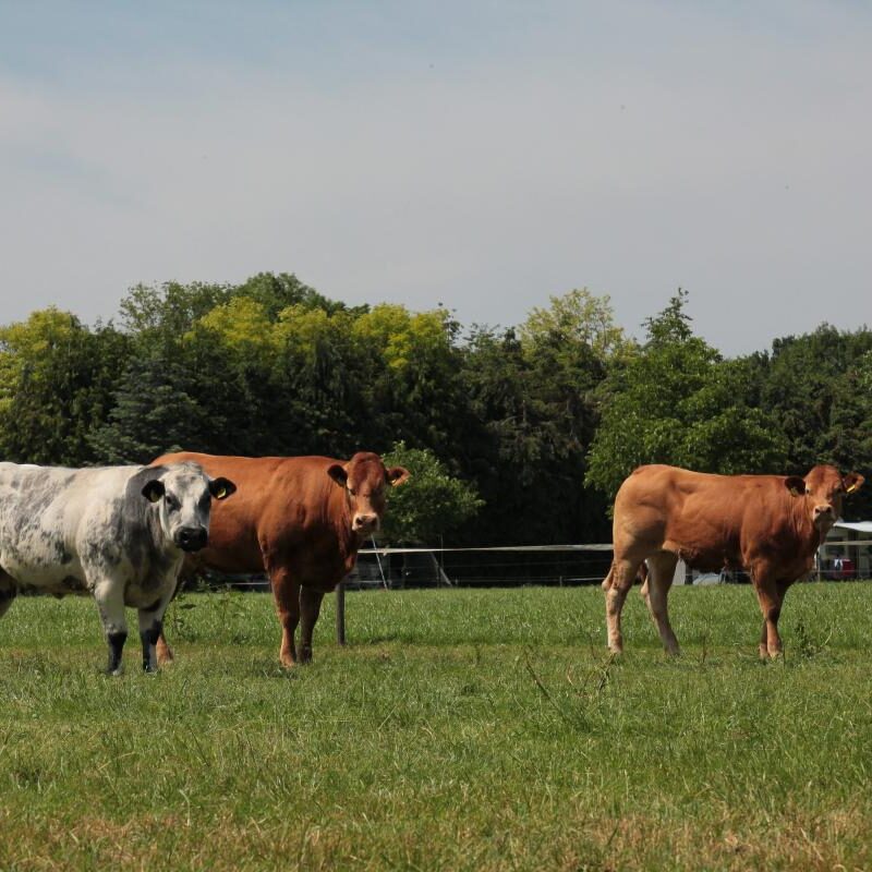 Camping De Zandberg - Noord-Brabant