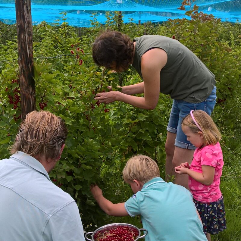 Kampeer- en wijnboerderij Winery & Herbs - Noord-Brabant - Open Camping Dag