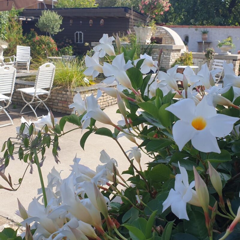 Camping en B&B Welgelegen - Friesland - Open Camping Dag
