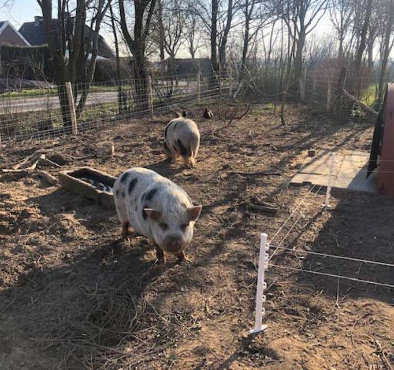 Camping de Hartjens - Gelderland - Open Camping Dag