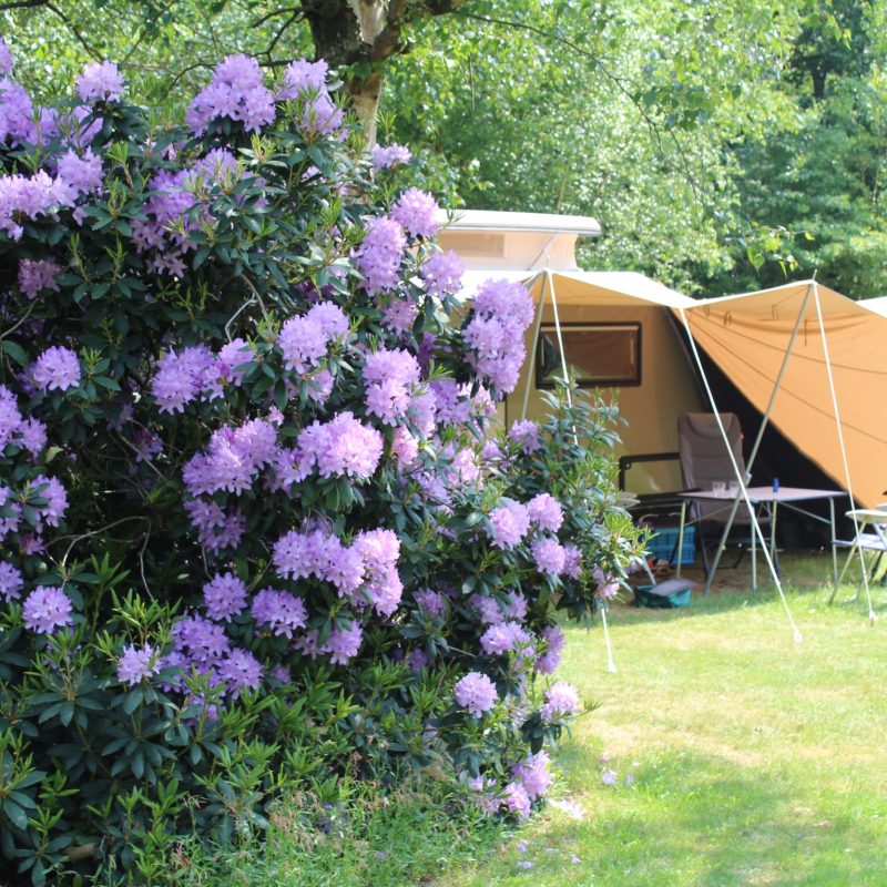 Natuurcamping Eelerberg