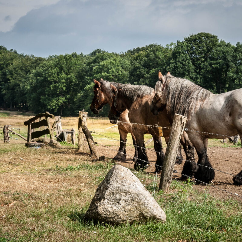 Landgoed Hoeve Springendal