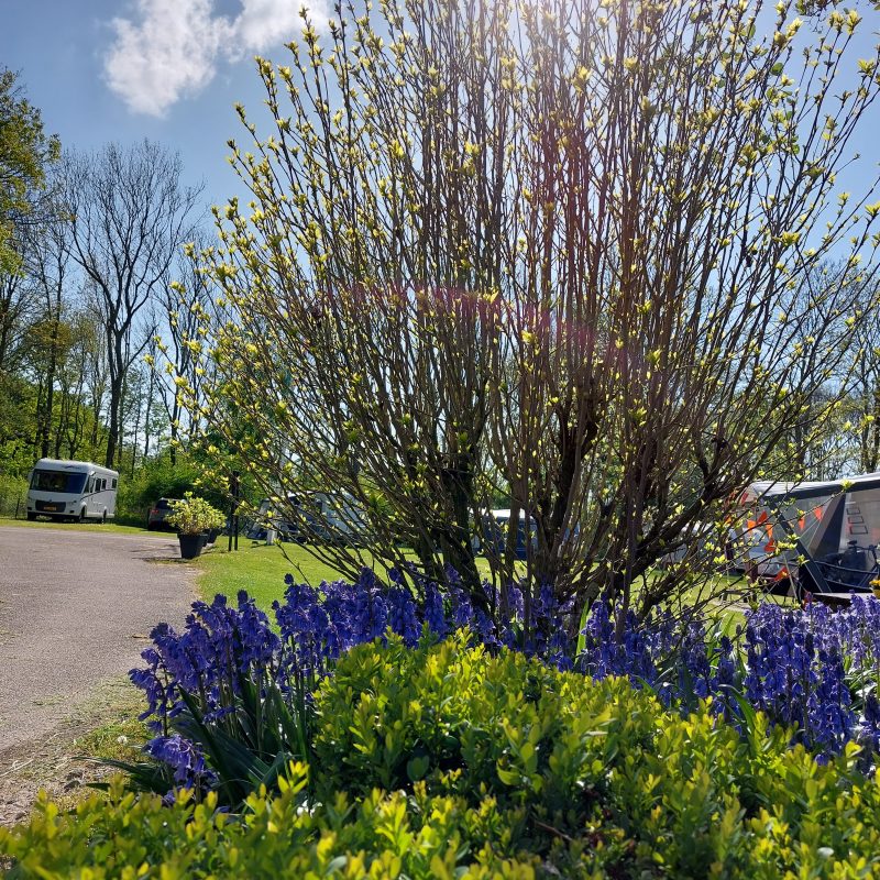 De Lepelaar - Zuid-Holland - Open Camping Dag