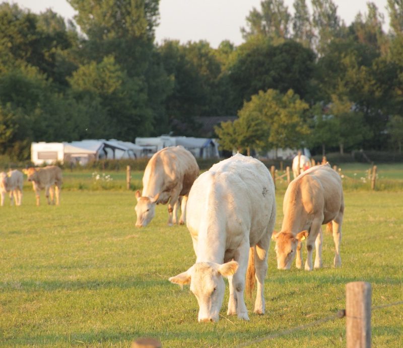 De Menmoerhoeve