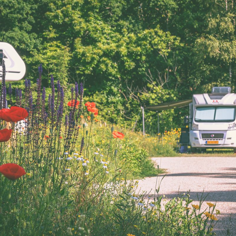Kampeerterrein Woud - Noord-Holland - Open Camping Dag